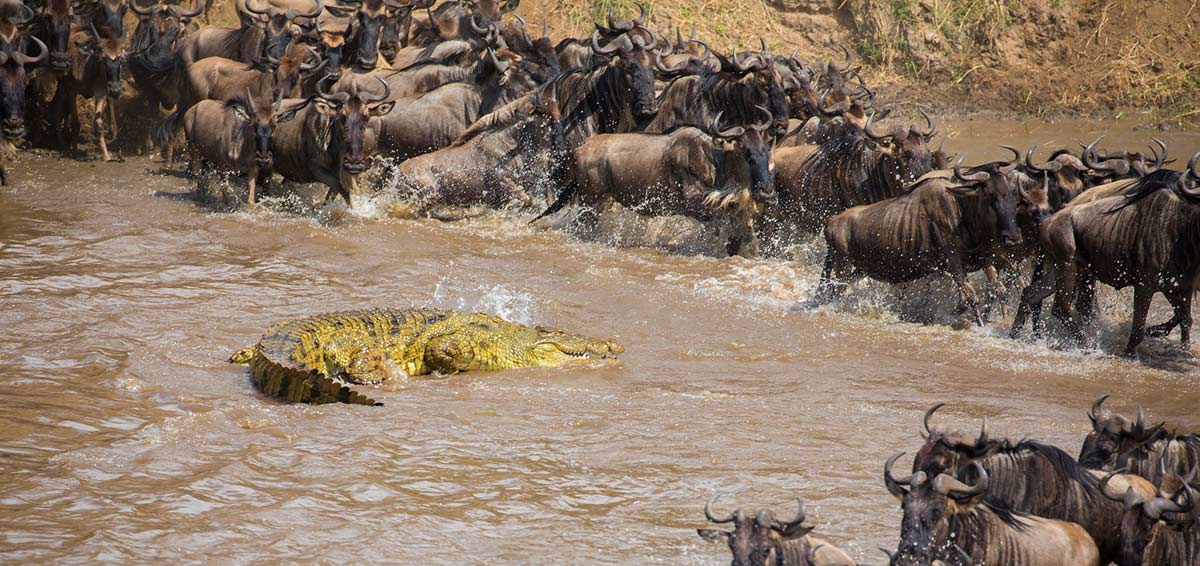 wildebeest-migration